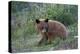 Black Bear (Ursus Americanus), Cinnamon Yearling Cub, Yellowstone National Park, Wyoming, U.S.A.-James Hager-Premier Image Canvas