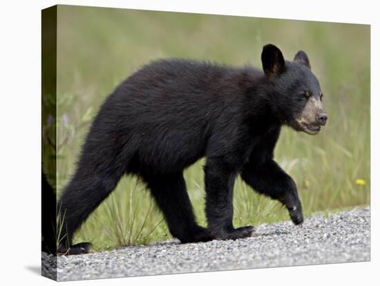 Black Bear (Ursus Americanus) Cub Crossing the Road, Alaska Highway, British Columbia, Canada-James Hager-Premier Image Canvas