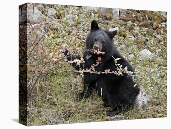 Black Bear (Ursus Americanus) Cub Eating Canadian Gooseberry Berries, Jasper National Park, Alberta-James Hager-Premier Image Canvas