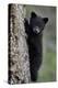 Black Bear (Ursus Americanus) Cub of the Year or Spring Cub Climbing a Tree-James Hager-Premier Image Canvas