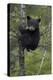 Black Bear (Ursus Americanus) Cub of the Year or Spring Cub in a Tree, Yellowstone National Park-James Hager-Premier Image Canvas