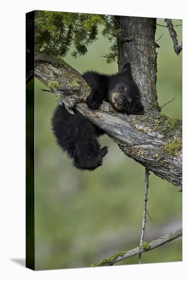 Black Bear (Ursus americanus) cub of the year or spring cub, Yellowstone Nat'l Park, Wyoming, USA-James Hager-Premier Image Canvas