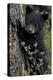 Black Bear (Ursus Americanus) Cub of the Year or Spring Cub, Yellowstone National Park, Wyoming-James Hager-Premier Image Canvas