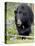 Black Bear (Ursus Americanus), Jasper National Park, Alberta, Canada, North America-James Hager-Premier Image Canvas