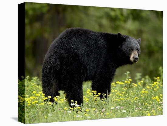 Black Bear (Ursus Americanus), Manning Provincial Park, British Columbia, Canada, North America-James Hager-Premier Image Canvas