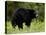 Black Bear (Ursus Americanus), Manning Provincial Park, British Columbia, Canada, North America-James Hager-Premier Image Canvas