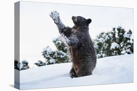 Black Bear (Ursus Americanus), Montana, United States of America, North America-Janette Hil-Premier Image Canvas