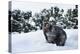 Black Bear (Ursus Americanus), Montana, United States of America, North America-Janette Hil-Premier Image Canvas