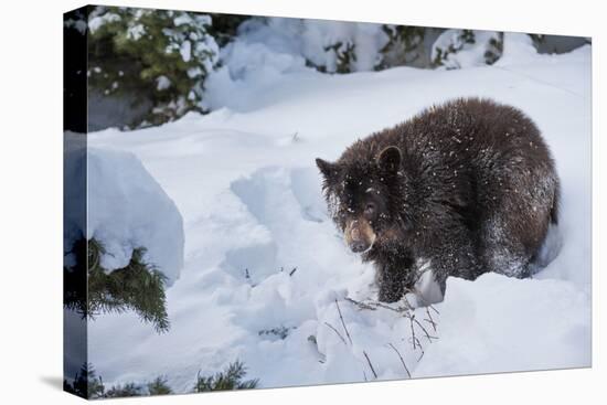 Black Bear (Ursus Americanus), Montana, United States of America, North America-Janette Hil-Premier Image Canvas