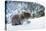 Black Bear (Ursus Americanus), Montana, United States of America, North America-Janette Hil-Premier Image Canvas
