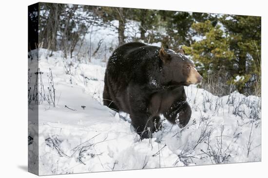 Black Bear (Ursus Americanus), Montana, United States of America, North America-Janette Hil-Premier Image Canvas