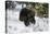 Black Bear (Ursus Americanus), Montana, United States of America, North America-Janette Hil-Premier Image Canvas