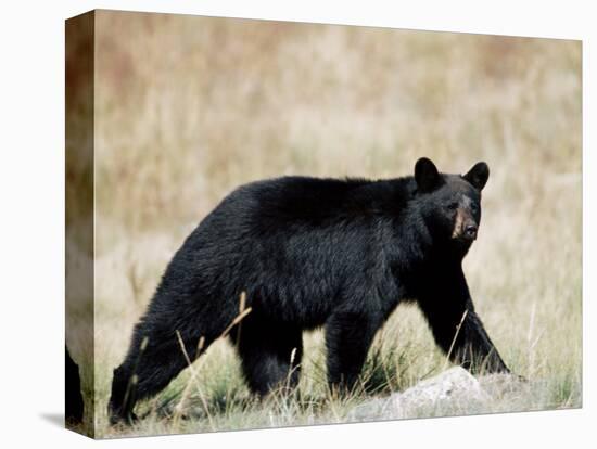 Black Bear (Ursus Americanus), Outside Glacier National Park, Montana-James Hager-Premier Image Canvas