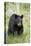 Black Bear (Ursus Americanus), Second Year Cub, Yellowstone National Park, Wyoming, U.S.A.-James Hager-Premier Image Canvas