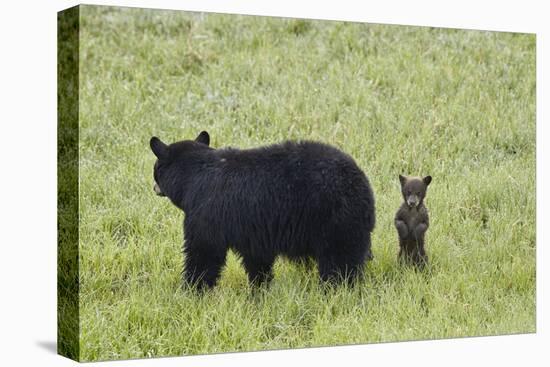 Black Bear (Ursus Americanus) Sow and a Chocolate Cub of the Year or Spring Cub, Wyoming-James Hager-Premier Image Canvas