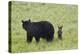 Black Bear (Ursus Americanus) Sow and a Chocolate Cub of the Year or Spring Cub, Wyoming-James Hager-Premier Image Canvas