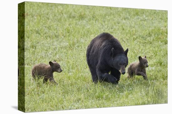 Black Bear (Ursus Americanus) Sow and Two Chocolate Cubs of the Year or Spring Cubs, Wyoming-James Hager-Premier Image Canvas