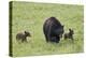 Black Bear (Ursus Americanus) Sow and Two Chocolate Cubs of the Year or Spring Cubs, Wyoming-James Hager-Premier Image Canvas