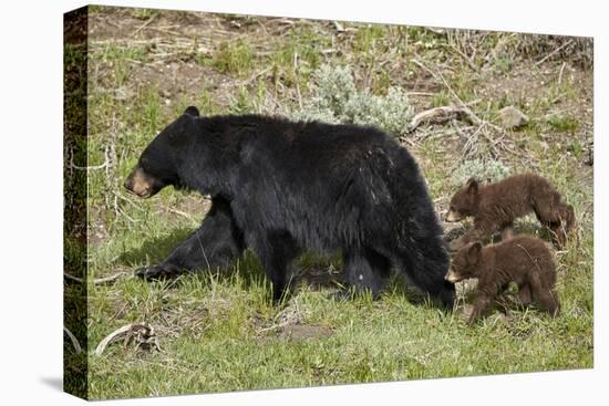Black Bear (Ursus americanus) sow and two chocolate cubs-of-the-year, Yellowstone National Park, Wy-James Hager-Premier Image Canvas