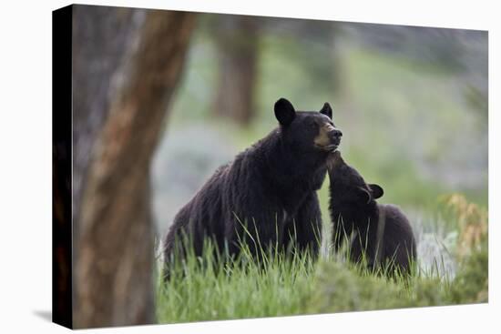 Black Bear (Ursus Americanus), Sow and Yearling Cub, Yellowstone National Park, Wyoming, U.S.A.-James Hager-Premier Image Canvas