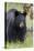 Black Bear (Ursus Americanus), Yellowstone National Park, Wyoming, United States of America-James Hager-Premier Image Canvas