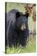 Black Bear (Ursus Americanus), Yellowstone National Park, Wyoming, United States of America-James Hager-Premier Image Canvas