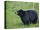 Black Bear (Ursus Americanus), Yellowstone National Park, Wyoming, United States of America-James Hager-Premier Image Canvas