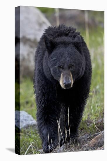 Black Bear (Ursus americanus), Yellowstone National Park, Wyoming, USA, North America-James Hager-Premier Image Canvas