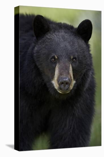 Black Bear (Ursus Americanus), Yellowstone National Park, Wyoming-James Hager-Premier Image Canvas