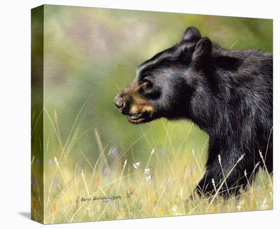 Black Bear Walking-Sarah Stribbling-Stretched Canvas