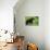 Black Bear-null-Premier Image Canvas displayed on a wall