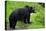 Black Bear-null-Premier Image Canvas