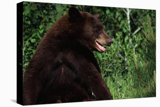 Black Bear-W. Perry Conway-Premier Image Canvas