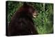 Black Bear-W. Perry Conway-Premier Image Canvas