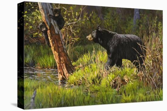 Black Bear-Bruce Miller-Premier Image Canvas