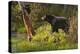 Black Bear-Bruce Miller-Premier Image Canvas