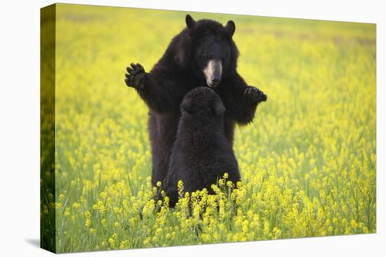 Black Bears Playing-W. Perry Conway-Premier Image Canvas