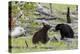 Black Bears, Spring Courting-Ken Archer-Premier Image Canvas