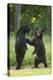 Black bears (Ursus americanus) standing on back legs, fighting, Minnesota, USA, June-Danny Green-Premier Image Canvas