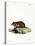 Black-Bellied Hamster-null-Premier Image Canvas