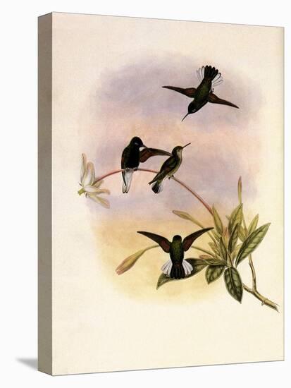 Black-Bellied Hummingbird, Callipharus Nigriventris-John Gould-Premier Image Canvas