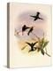 Black-Bellied Hummingbird, Callipharus Nigriventris-John Gould-Premier Image Canvas