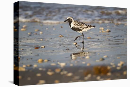 Black-bellied plover walking on wet beach.-Larry Ditto-Premier Image Canvas