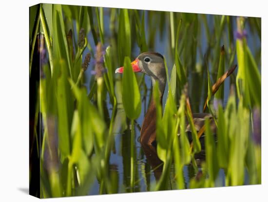 Black-Bellied Whistling Duck in Pickerel Weed, Dendrocygna Autumnalis, Viera Wetlands, Florida, USA-Maresa Pryor-Premier Image Canvas