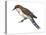 Black-Billed Cuckoo (Coccyzus Erythropthalmus), Birds-Encyclopaedia Britannica-Stretched Canvas