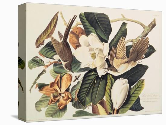 Black-Billed Cuckoo on Magnolia Grandiflora, 1828-John James Audubon-Premier Image Canvas