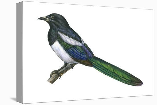 Black-Billed Magpie (Pica Pica), Birds-Encyclopaedia Britannica-Stretched Canvas