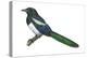 Black-Billed Magpie (Pica Pica), Birds-Encyclopaedia Britannica-Stretched Canvas