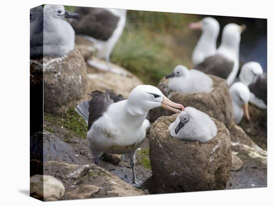 Black-browed Albatross adult and chick in its nest. Falkland Islands-Martin Zwick-Premier Image Canvas