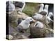 Black-browed Albatross adult and chick in its nest. Falkland Islands-Martin Zwick-Premier Image Canvas